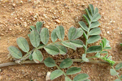 Indigofera daleoides image