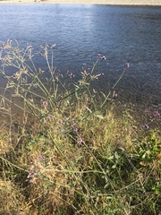 Verbena brasiliensis