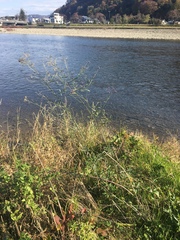 Verbena brasiliensis