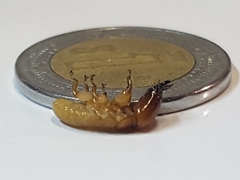 Incisitermes