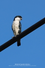 Philippine Falconet photo 2