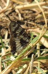 Junonia sophia