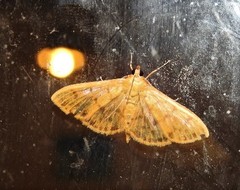 Patania balteata