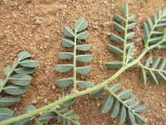 Indigofera daleoides image