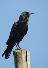 Corvus capensis