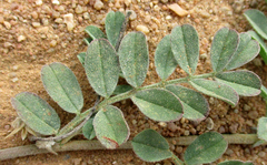 Indigofera daleoides image