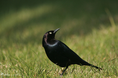 Brewer's Blackbird photo 2