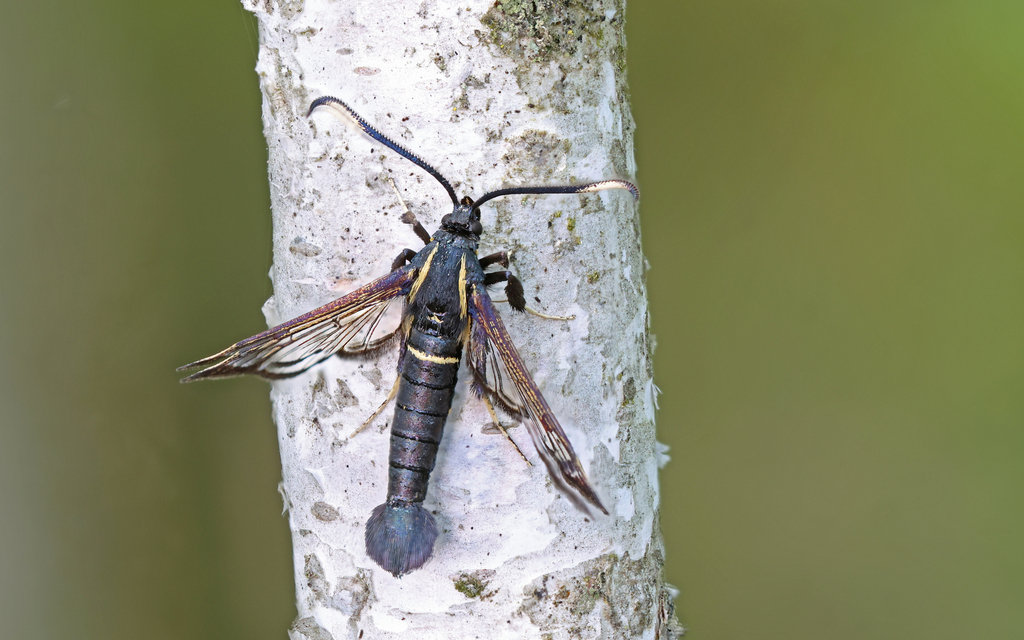 White-barred Clearwing
