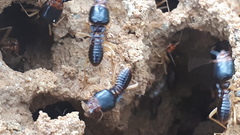 Macrotermes carbonarius