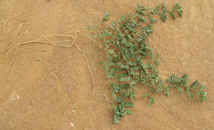 Indigofera daleoides image