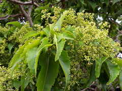Plagianthus regius chathamicus