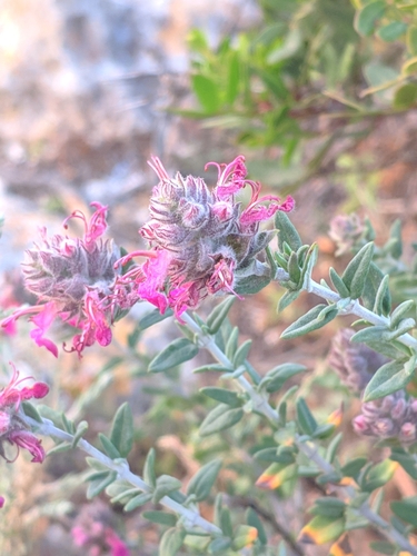 Image of Teucrium marum by (c) Denys Vynokurov, some rights reserved (CC BY)