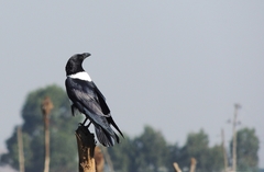 Corvus albus