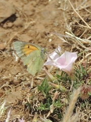 Colias electo