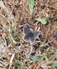 Eicochrysops messapus