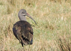 Bostrychia hagedash nilotica