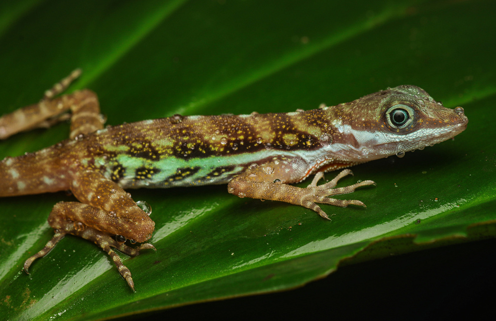 Aquatic Anole