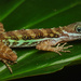 Water Anole - Photo (c) Mason S., some rights reserved (CC BY-NC), uploaded by Mason S.