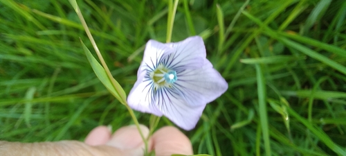 Linum usitatissimum