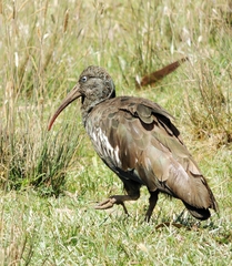 Bostrychia carunculata