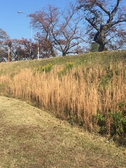 Andropogon virginicus