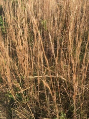 Andropogon virginicus