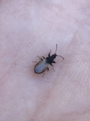 Oxycarenus hyalinipennis