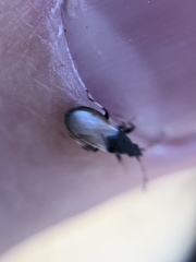 Oxycarenus hyalinipennis