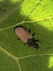 Oxycarenus hyalinipennis