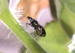 Oxycarenus hyalinipennis