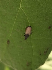 Oxycarenus hyalinipennis