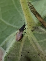 Oxycarenus hyalinipennis