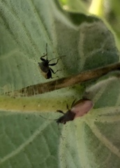 Oxycarenus hyalinipennis