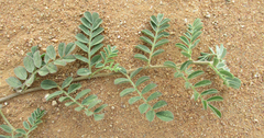 Indigofera daleoides image