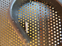 Ethmia semitenebrella