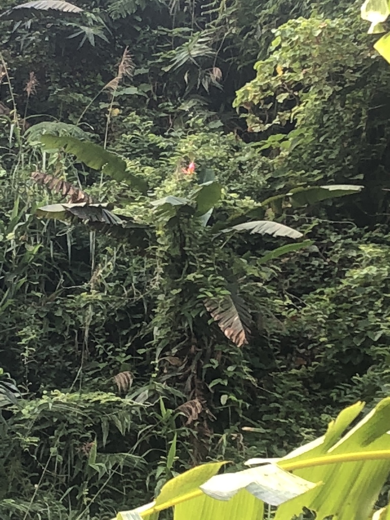 Chuoi Rung Hoa Sen (Musa viridis)