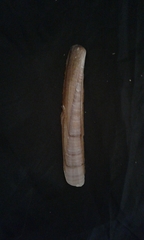 Ensis minor