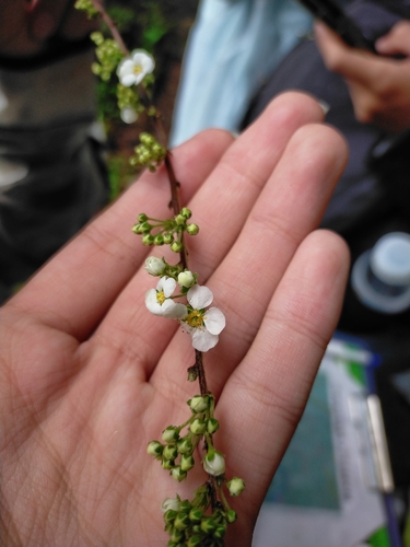 bridalwreath spirea (Spiraea prunifolia)