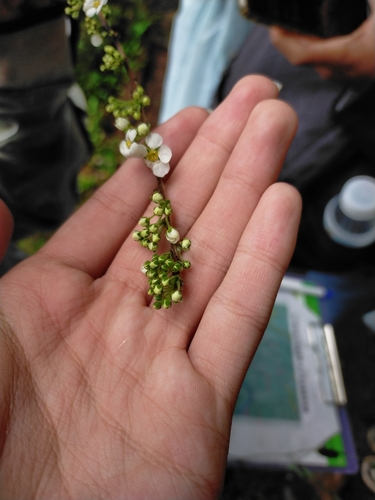 Spiraea prunifolia