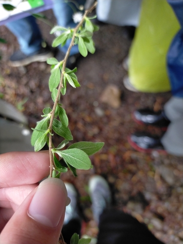 Spiraea prunifolia