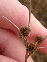 Juncus megacephalus