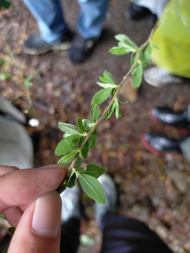 Spiraea prunifolia