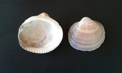 Glycymeris nummaria