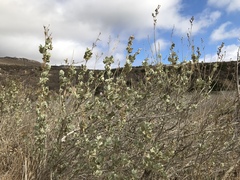 Malacothamnus fasciculatus nuttallii