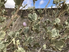 Malacothamnus fasciculatus nuttallii