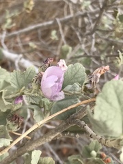 Malacothamnus fasciculatus nuttallii