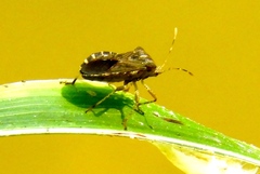Anasa scorbutica