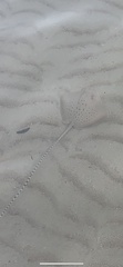 Blackspotted Whipray photo 3