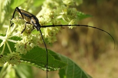 Sphaenothecus trilineatus