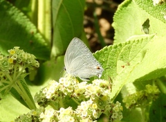 Strephonota tephraeus